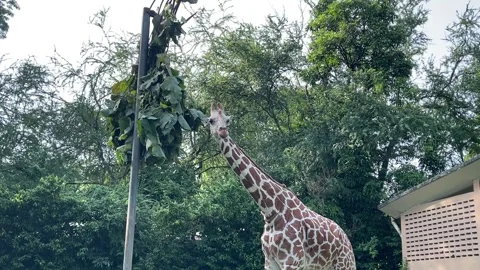 Giraffe Sniffing Bundle Of Hanging Foliage Before Eating At Zoo Negara Malaysia Stock Footage 315402725