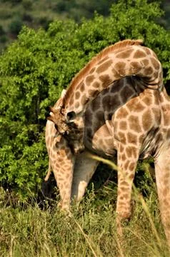 Giraffe sniffs her right hind leg in front of some trees Stock Photos