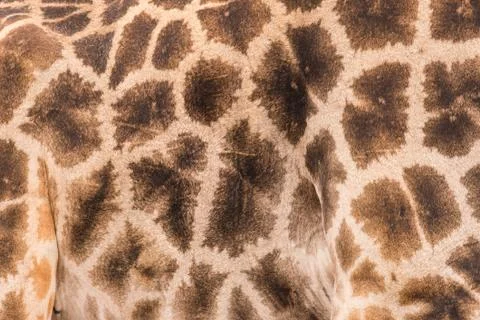 Giraffe Spots Stock Photos