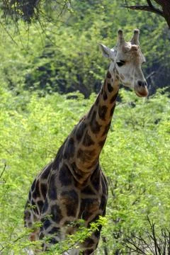 Giraffe in spring Stock Photos