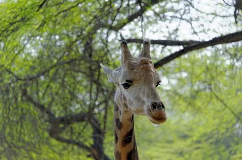 Giraffe in spring Stock Photos