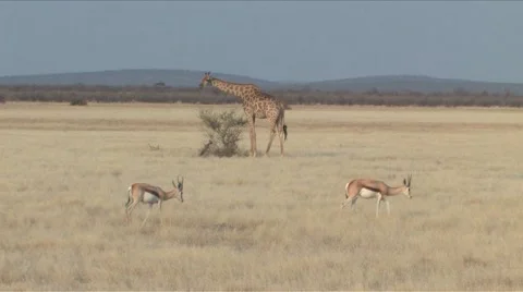 Giraffe &amp; Springbok in Etosha Vídeos de archivo 926472