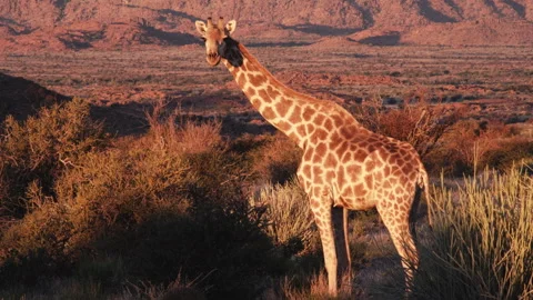 Giraffe Stabilised Video stock 309198668