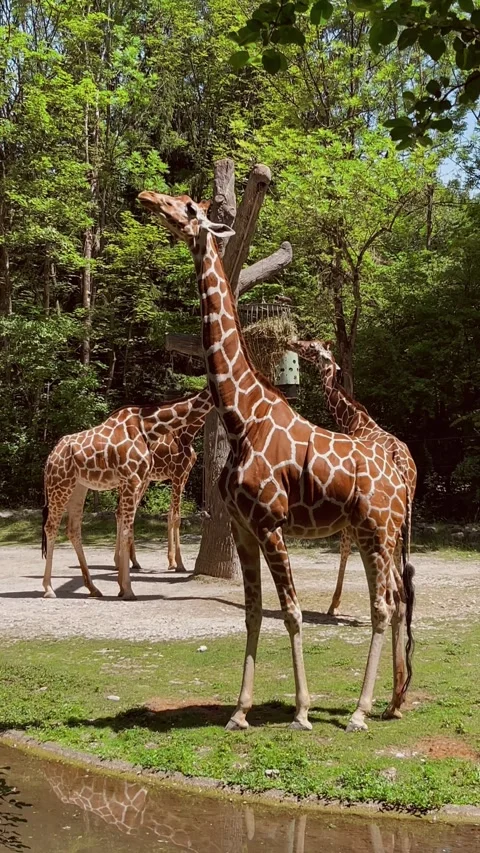 Giraffe stand near pond surrounded by lush green trees Stock Footage 310568396