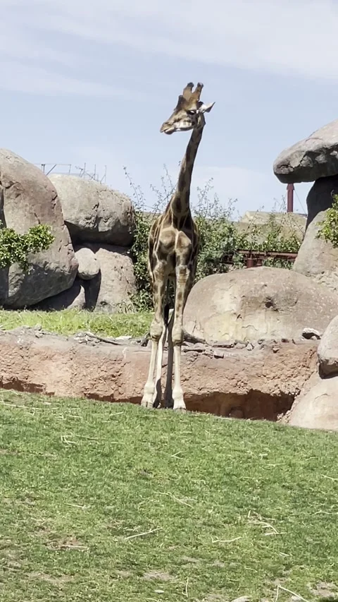 Giraffe standing and chewing cud natural wildlife behavior close view Video stock 332880959