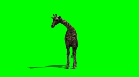 Giraffe standing and looking around  - green screen Video stock 38536931