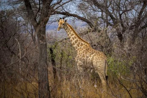 Giraffe standing between trees and tall grass Stock Photos
