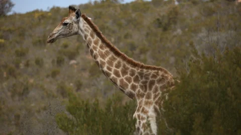 Giraffe standing in the bush and looking around Stock Footage 32060443