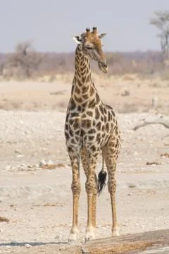 Giraffe standing in the desert, looking right Stock Photos