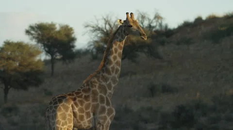 Giraffe - standing, dune in background. Africa safari animal mammal 4K uhd Stock Footage 54687539