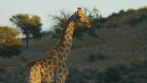 Giraffe - standing, dune in background. Africa safari animal mammal 4K uhd Stock Footage 111342900