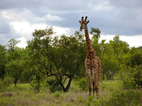 Giraffe standing facing camera, Kruger National Park, South Africa Stock Photos