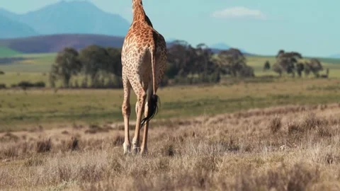 A giraffe standing in a field, with a clear sky Stock Footage 278747868