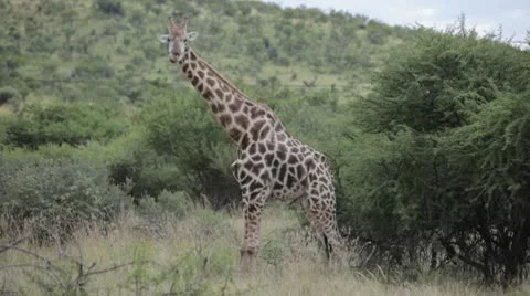 Giraffe Standing 動画素材 10562667