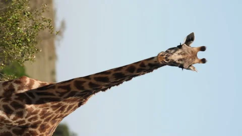 Giraffe Standing Vídeos de archivo 234678695