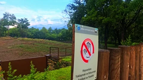 A giraffe that is standing. Stock Footage 282623195