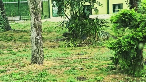 A giraffe that is standing. Stock Footage 282633617