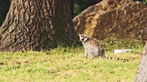 A giraffe that is standing. Stock Footage 284671650