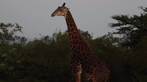 Giraffe standing Stock Footage 334572147