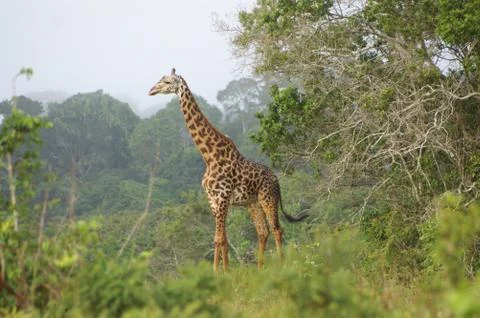 A giraffe standing in a forrested area Stock Photos