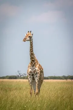 A Giraffe standing in front of the camera. Stock Photos