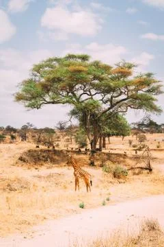 Giraffe standing in front of tree in grass plains Stock Photos