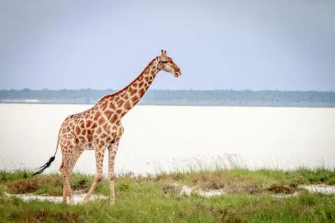 Giraffe standing in the grass. Stock Photos