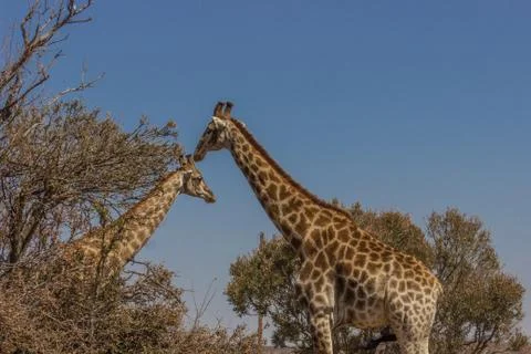 Giraffe standing head to head Foto stock