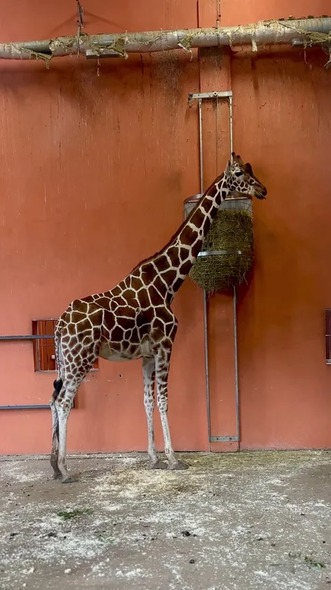 Giraffe standing in indoor zoo enclosure Stock Footage 339367368