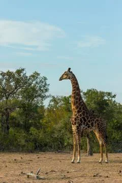 Giraffe standing in its environment Stock Photos