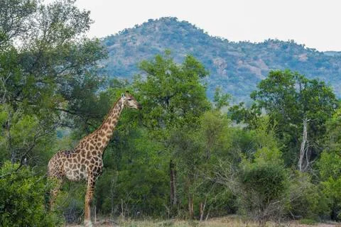 Giraffe standing in its environment Stock Photos