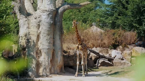 Giraffe Standing by a Large Tree in a Lush Zoo Setting Stock Footage 306189001