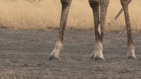 Giraffe standing legs Video stock 98377843