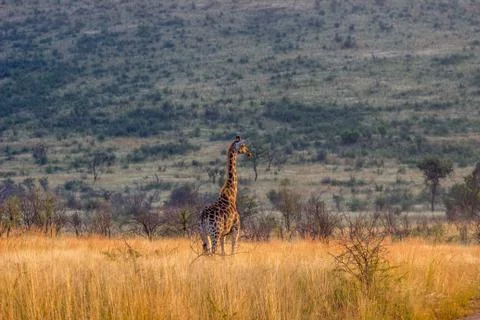 Giraffe standing in the long grass Stock Photos