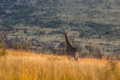Giraffe standing in the long grass Stock Photos