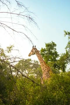 Giraffe Standing in Middle of Forest Stock Photos