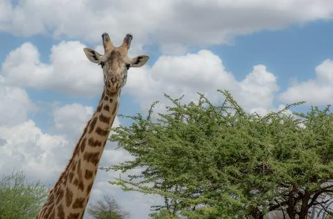 Giraffe standing next to the tree, looking at camera - Tanzania national park 스톡 사진