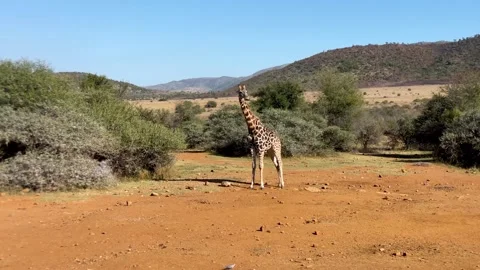 Giraffe standing in an open area in the bush Stock Footage 315761374