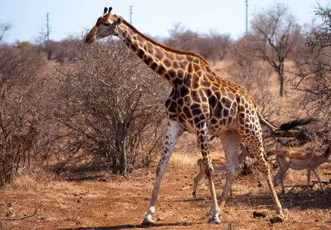 Giraffe standing Stock Photos
