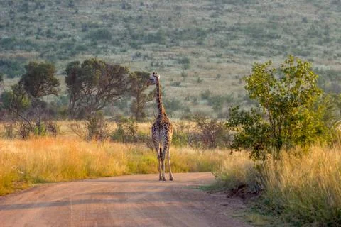 Giraffe standing in the road Stock Photos