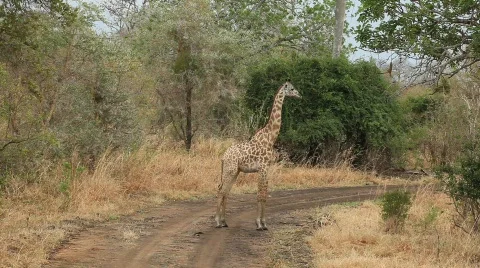 Giraffe Standing in Roadway Stock Footage 685920