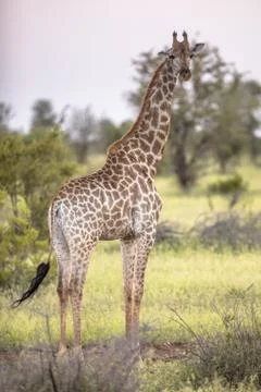 Giraffe standing in soft sunset light Stock Photos