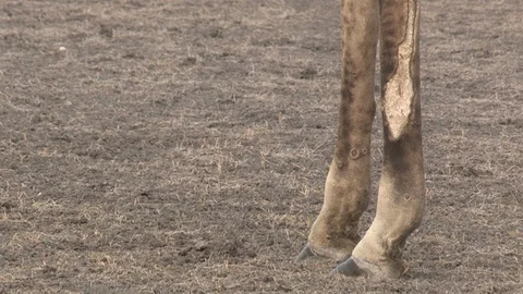 Giraffe standing tilting up the body Vídeo Stock 98378196