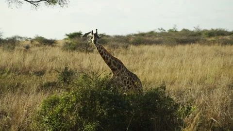A giraffe standing on top of a dry grass field Stock Footage 155358097