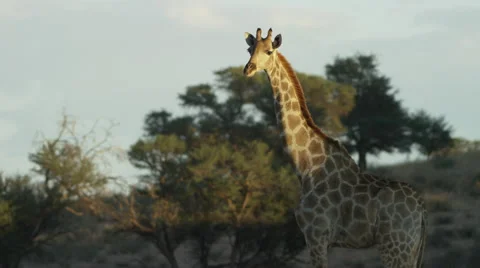 Giraffe - standing, trees in background. Africa animal mammal 4K ultrahd uhd Stock Footage 54687559