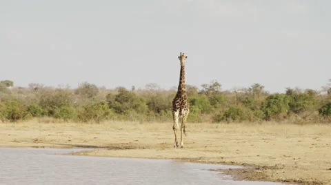 Giraffe Standing by Water Hole Stock Footage 55659348