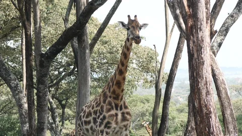 Giraffe standing in woods Stock Footage 128644152