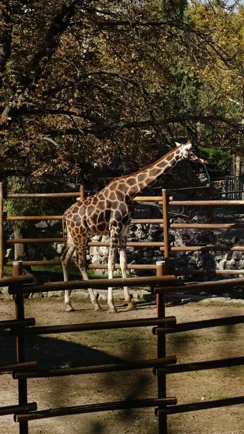 A giraffe stands and slowly walks inside a fenced zoo enclosure among trees. The Stock Footage 325741297