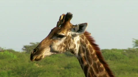 Giraffe staring at you Stock Footage 797944