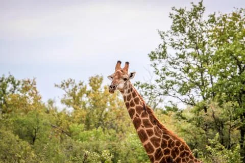 Giraffe starring at the camera. Stock Photos